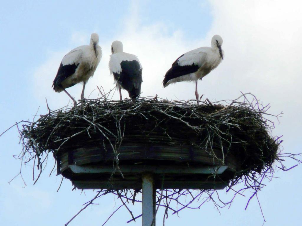 Storchennest in Prädikow